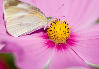 Butterfly Flower Jigsaw