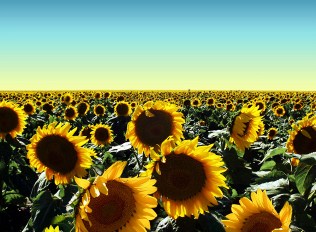 Sunflowers Jigsaw