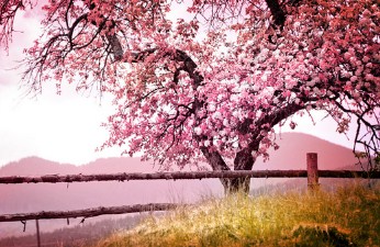 Blossoming Spring Tree Jigsaw Puzzle