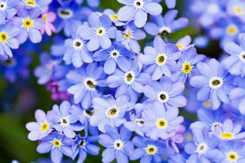 Blue Spring Flowers Jigsaw Puzzle