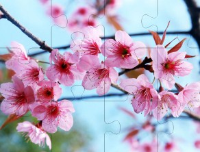 Cherry Blossoms Jigsaw Puzzle