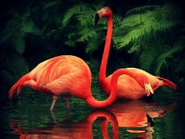 Flamingo Jigsaw