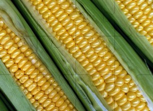 Corn Jigsaw Puzzle