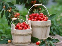 Cherries in a bucket