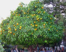 Orange Tree Jigsaw