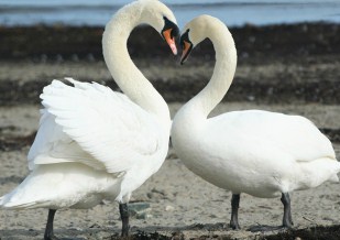 Valentine Swans