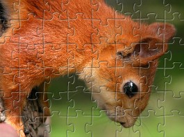 Squirrel Jigsaw