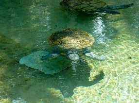 Swimming Turtles Jigsaw