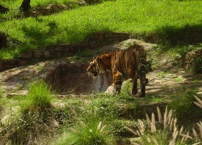 Tiger Jigsaw Puzzle 2