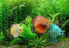 Tropical Fish Jigsaw