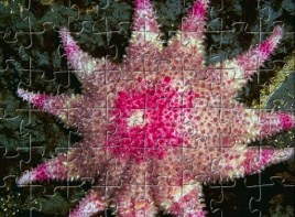 Starfish Jigsaw