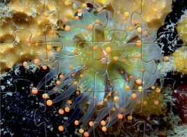 Jellyfish Jigsaw