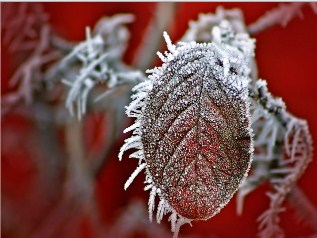 Frozen Leaf Jigsaw