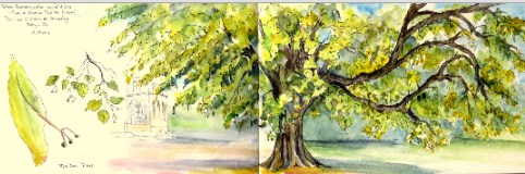 Lime Tree Jigsaw Puzzle