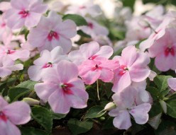 Soft Pink Flowers