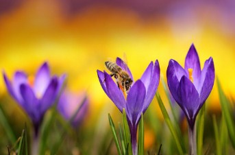 Crocus Flowers