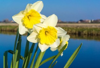 Daffodils Flower