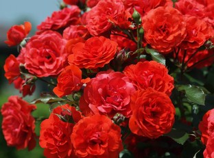 Rose Bush Jigsaw