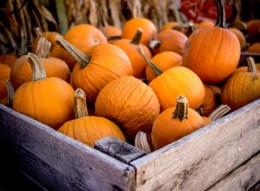 Crate of Pumpkins