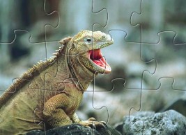 Reptile Jigsaw