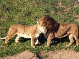 Lions Jigsaw 2