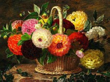 Basket of Dahlias