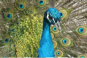 Peacock Jigsaw