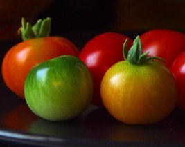 Colorful Tomatoes