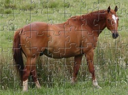 Horse Jigsaw