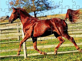 Horse Jigsaw 3