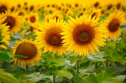 Field Of Sunflowers Jigsaw Puzzle