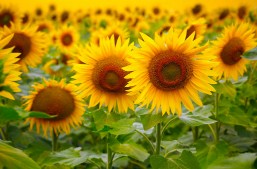 Field Of Sunflowers Jigsaw Puzzle