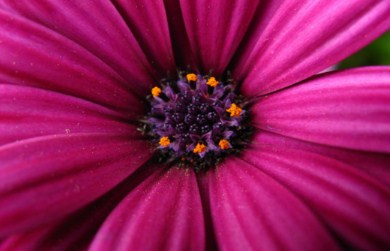 Purple Daisy Jigsaw Puzzle