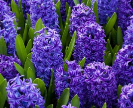 Blue Hyacinths