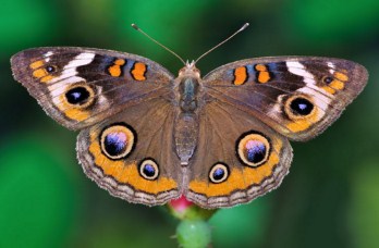 Buckeye Butterfly Jigsaw Puzzle