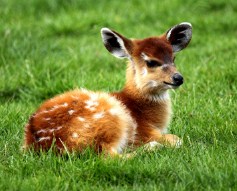 Baby Antelope