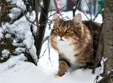 Winter Cat