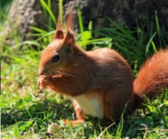 Red Squirrel