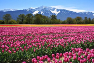 Tulip Field In Canada Jigsaw Puzzle