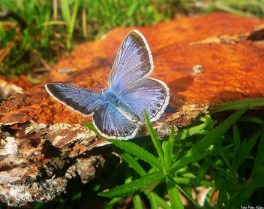 Blue Butterfly