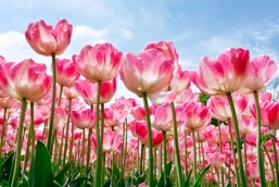 Tulips Jigsaw Puzzle