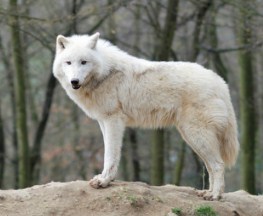 Arctic Wolf Jigsaw Puzzle