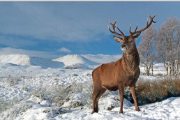 Red Deer Stag Jigsaw Puzzle