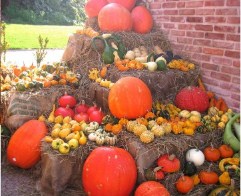 Pumpkin Display