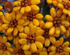 Sulmona Flowers