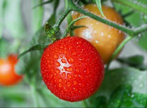 Garden Tomato Jigsaw Puzzle