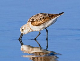 Sanderling Jigsaw Puzzle