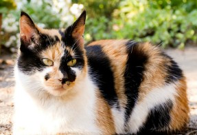 Calico Cat Jigsaw Puzzle