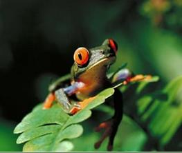 Frog Jigsaw Puzzle