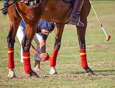 Horse Leg Wraps Jigsaw Puzzle